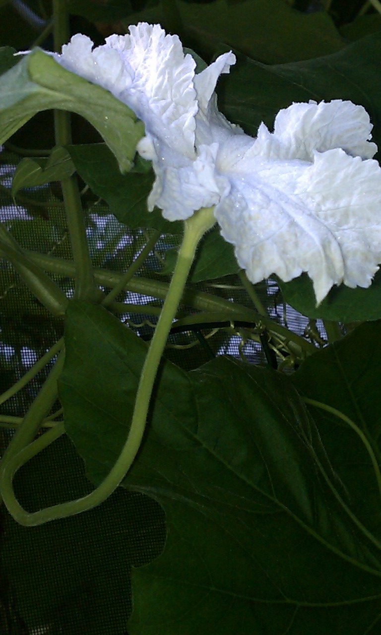 DesiKalakar Hand Pollination did wonders in my vegetable garden for