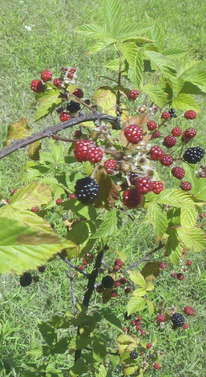 Countrified Hicks Harvesting Blackberries