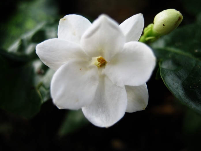 Jasmine Flowers Plant