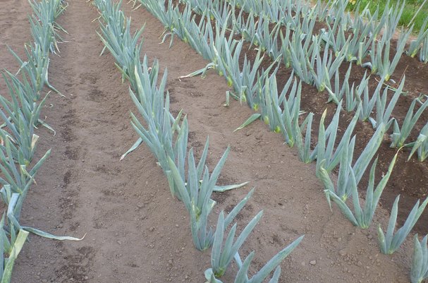 下仁田 ネギ 植え 方