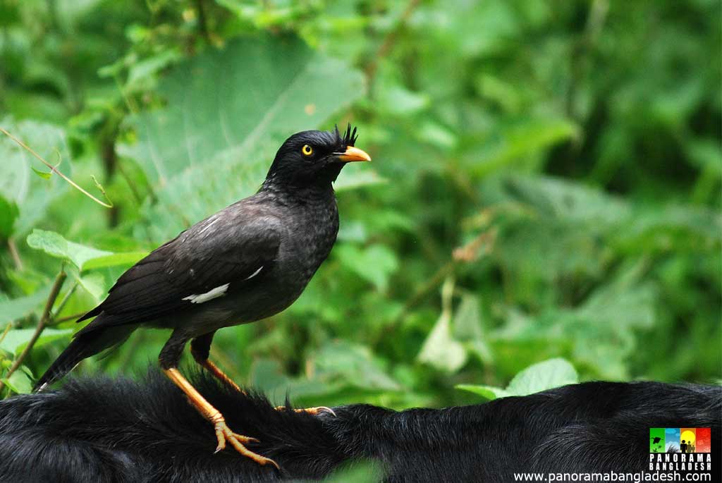 Bangladesh Parrot