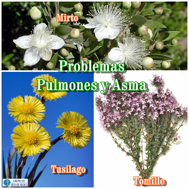 Problemas de Pulmones y Asma
