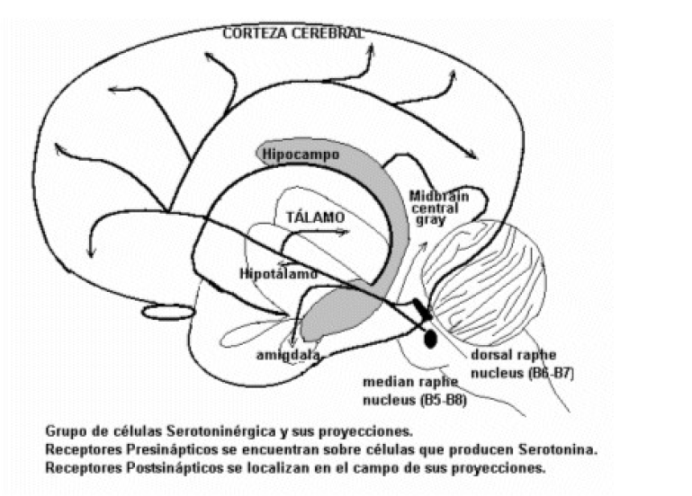 TRASTORNO DE IDENTIDAD DISOCIATIVO