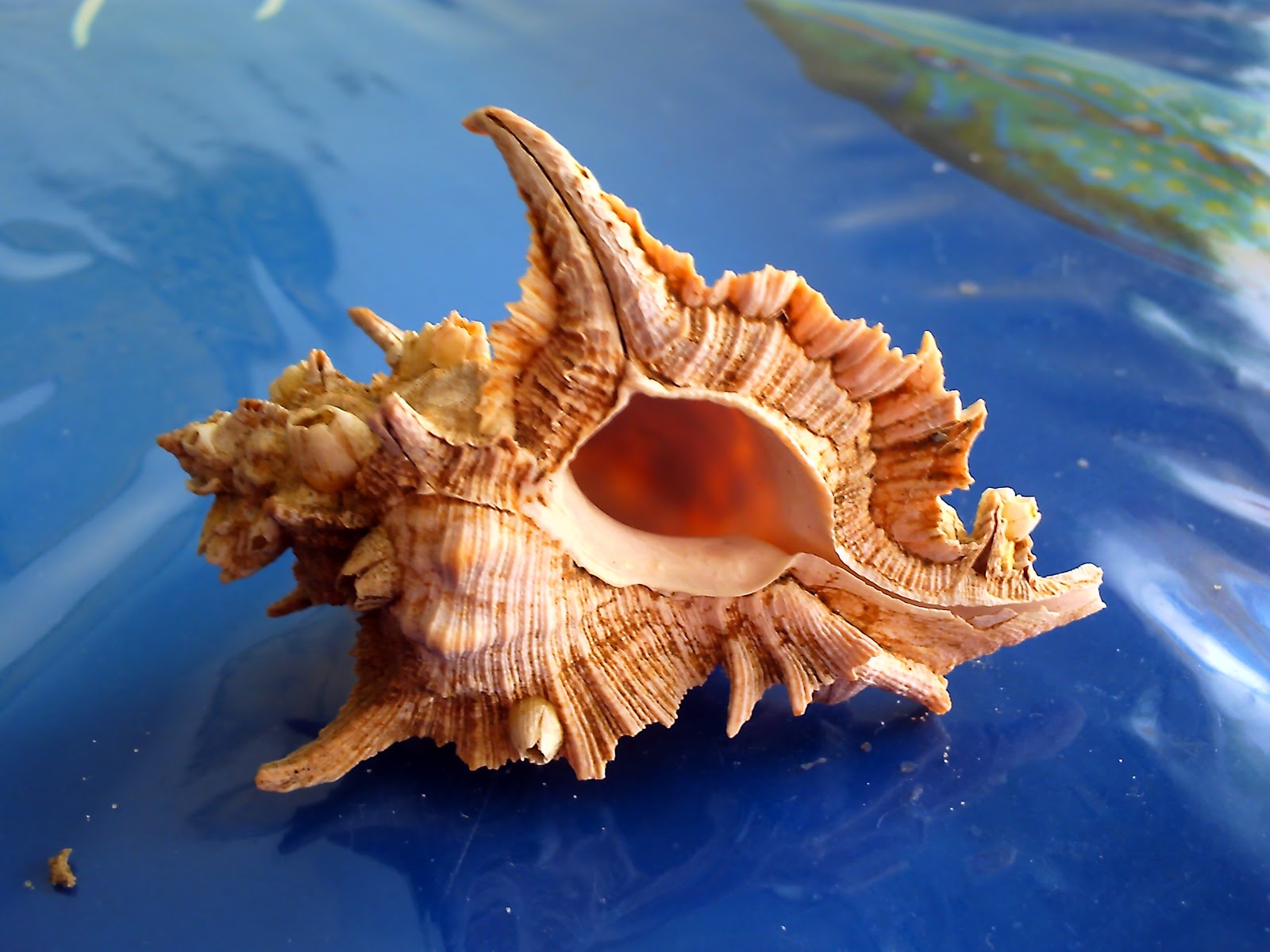 SURPRESAS DO MAR: As conchas do mar