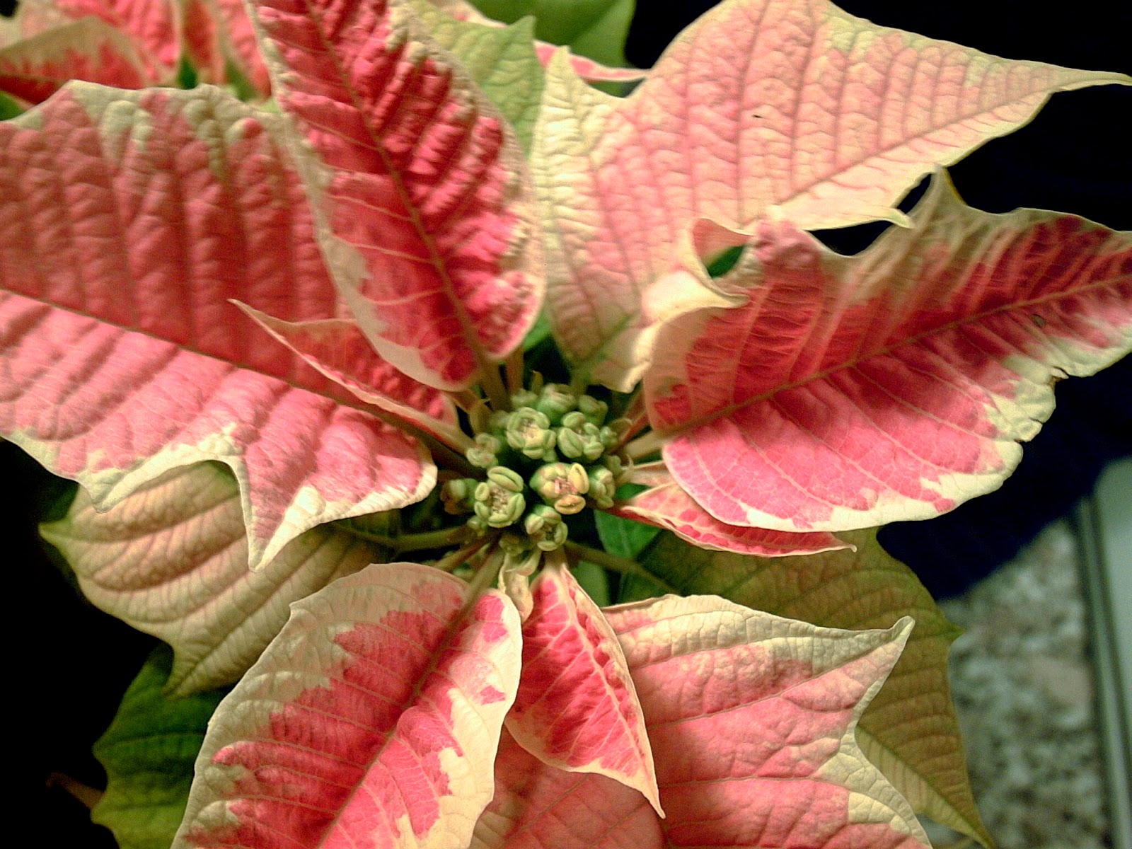 Crabapple LandscapExperts National Poinsettia Day is 12/12/12