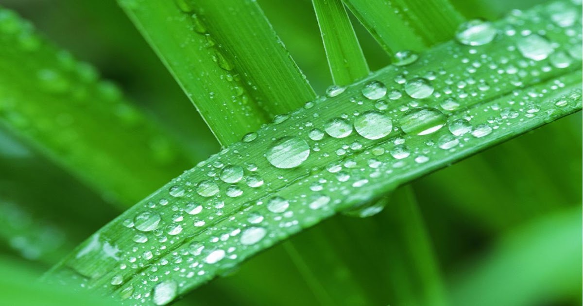 Amazing HD Wallpapers: NEW HD Greenery Wallpapers for Desktop 2013