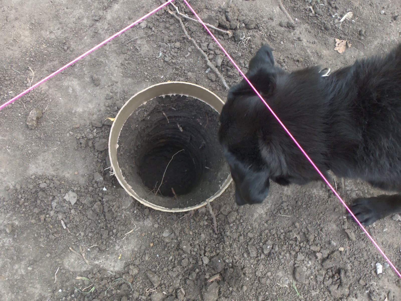 The Schorr Thing: Backyard Remodel - Out With the Old in with the New