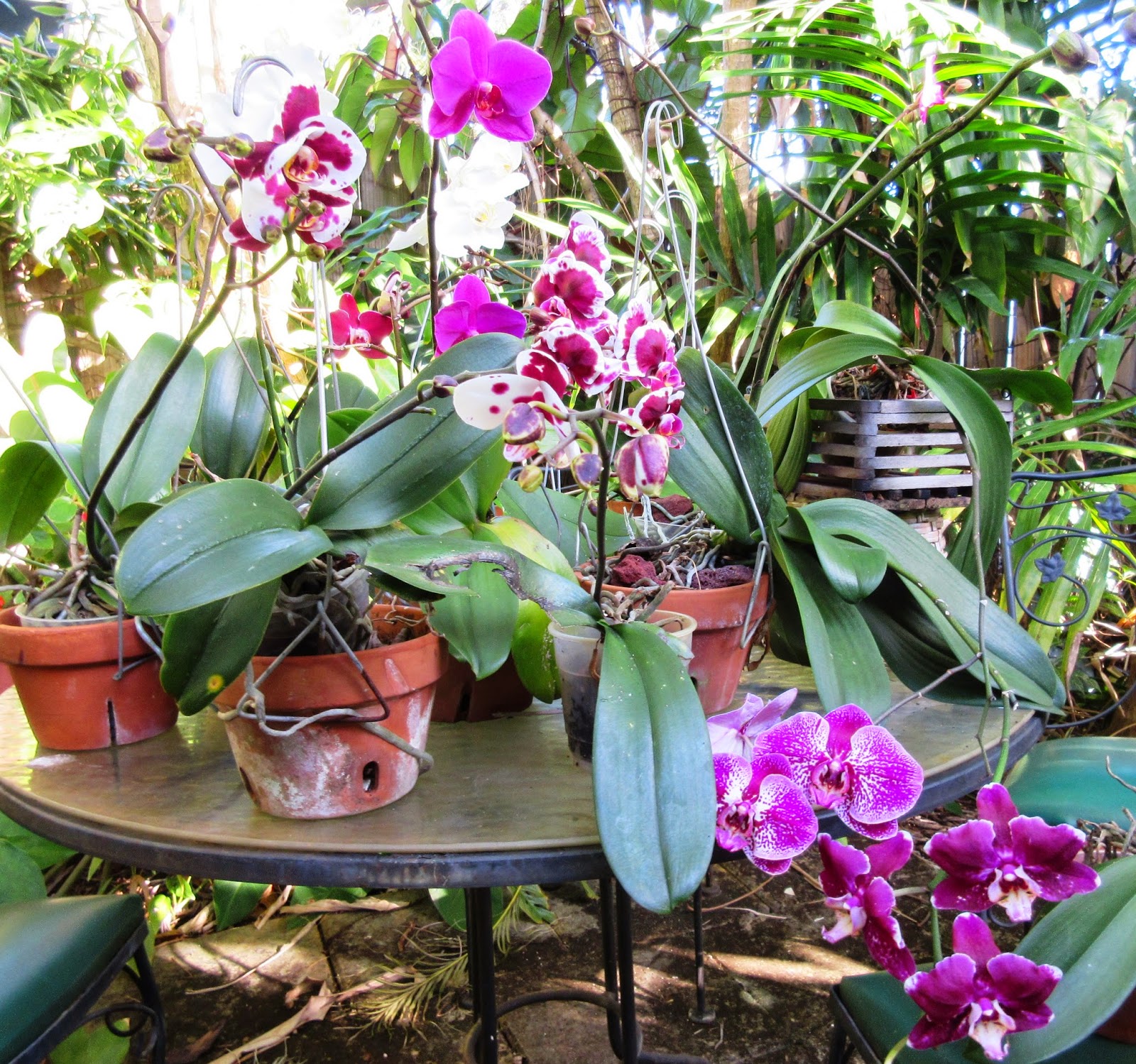 Robert's Tropical Paradise Garden Secrets of growing amazing orchids