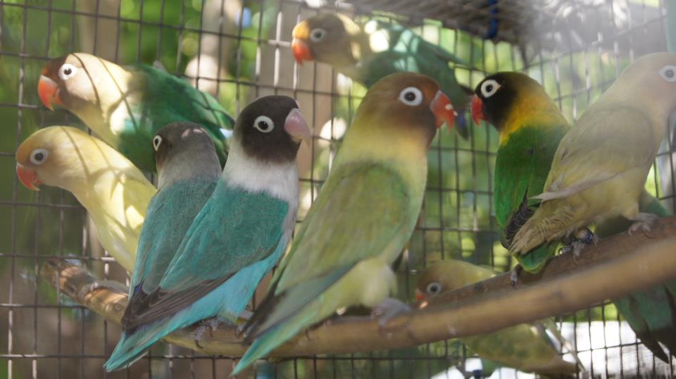 Membedakan Jantan dan Betina Banjarmasin Lovebird