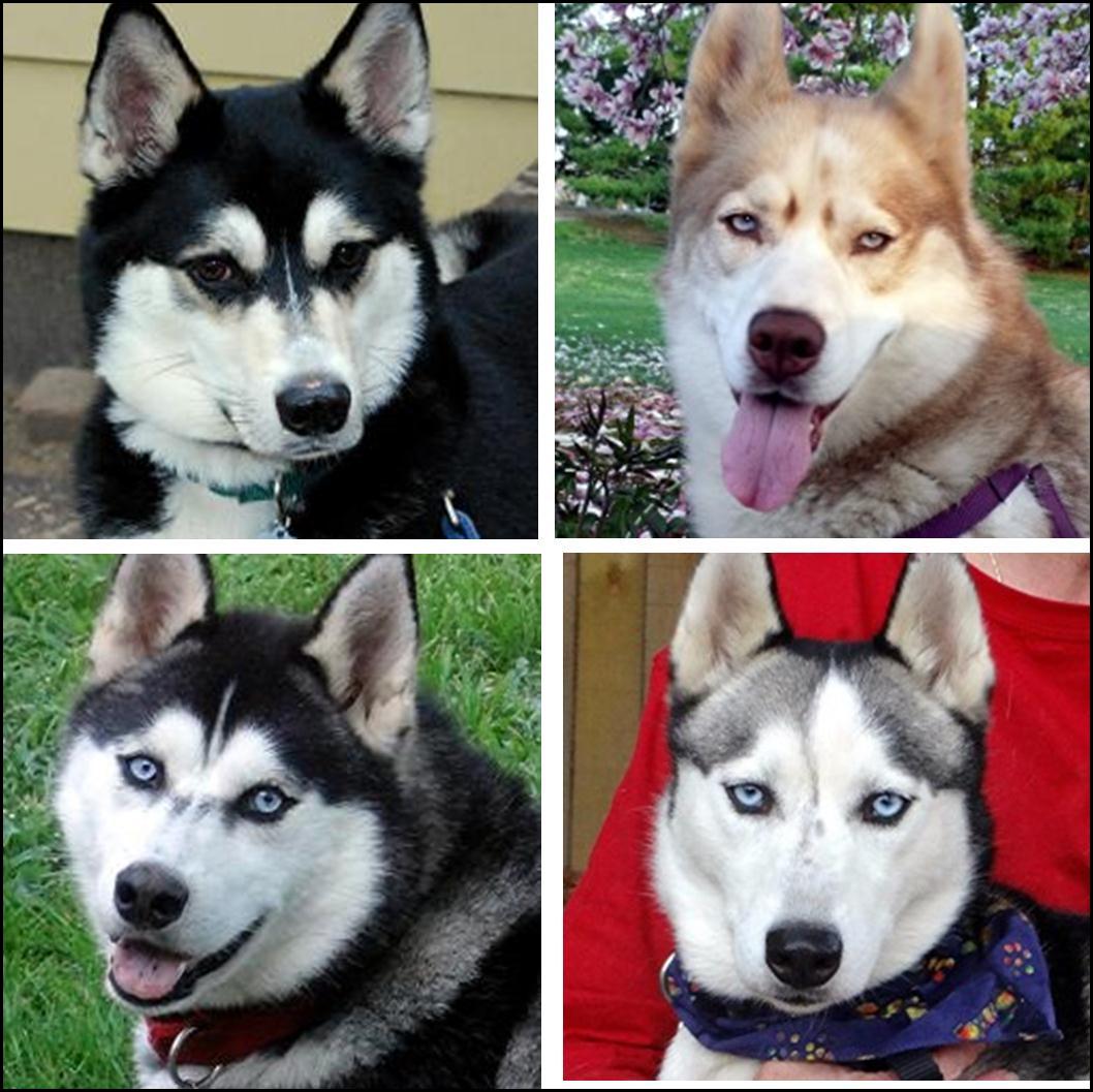 Northern Lights Sled Dog Rescue Indianapolis Indiana Northern Lights Sled Dog Rescue Indianapolis Indiana