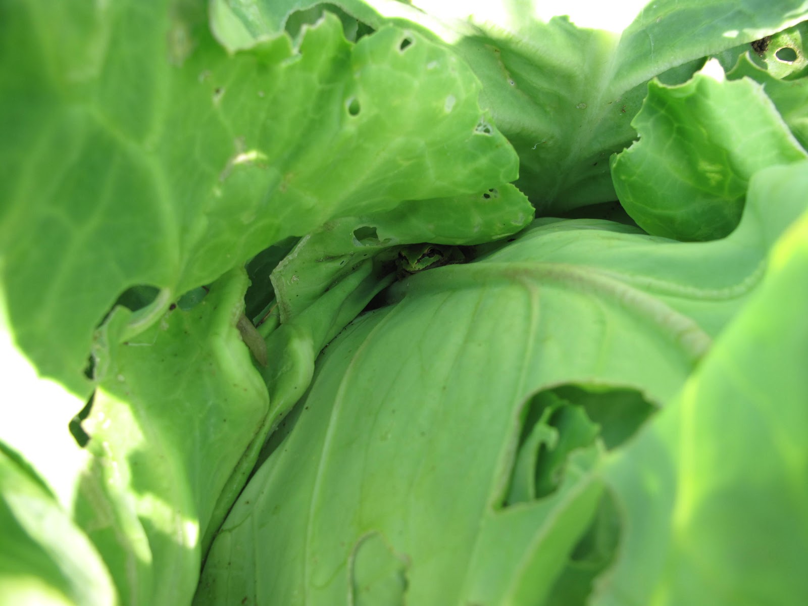 Bea that as it Mae.....: How to Control Cabbage Root Maggots (and other
