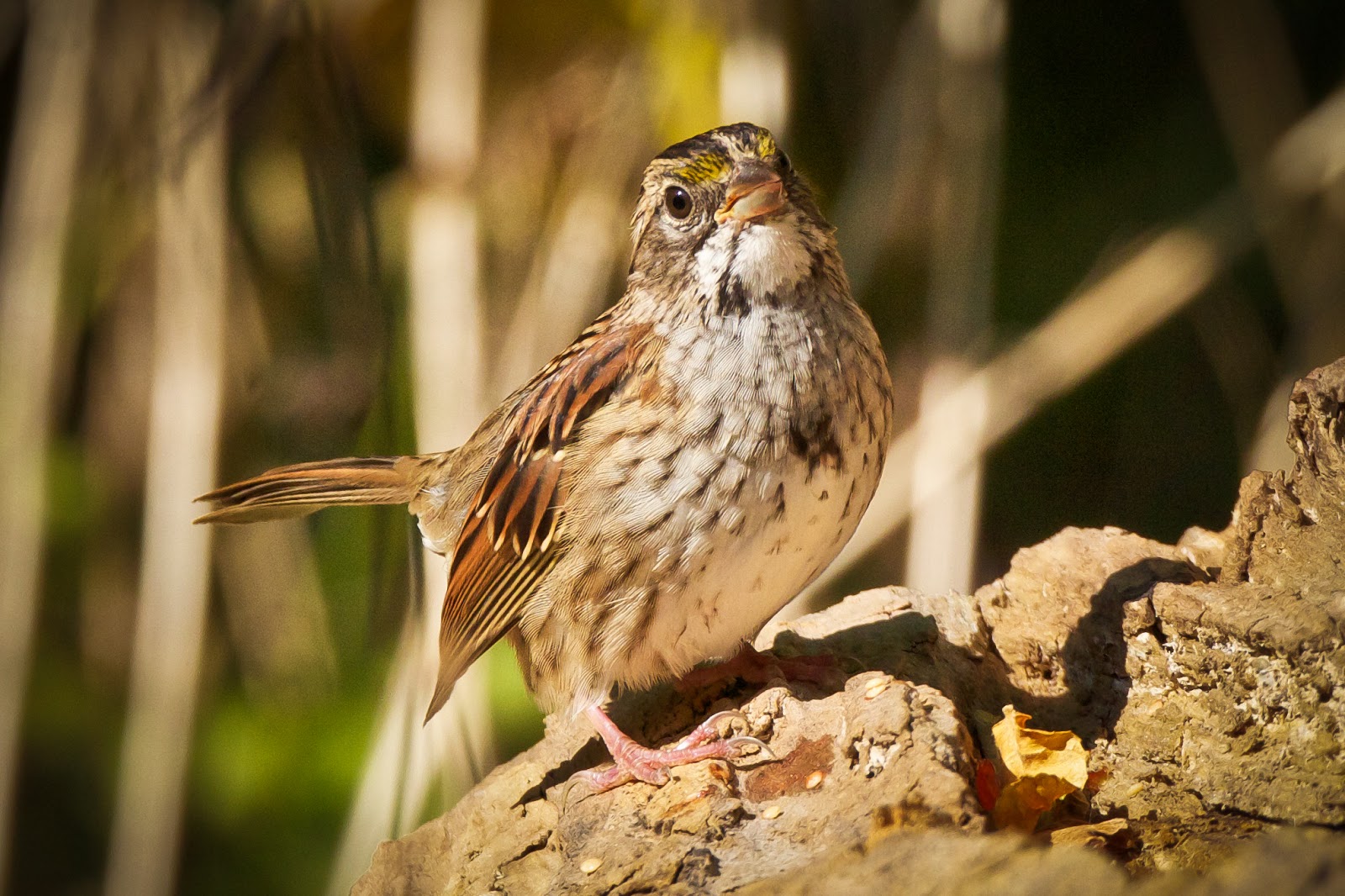 Feather Tailed Stories Whitethroated Sparrow