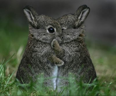 Funny-Animals-Hug.jpg