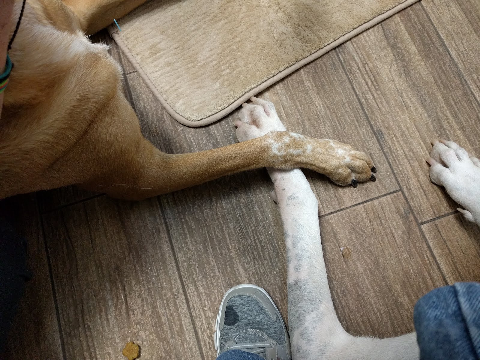 Scoontemplations Canine Acupuncture