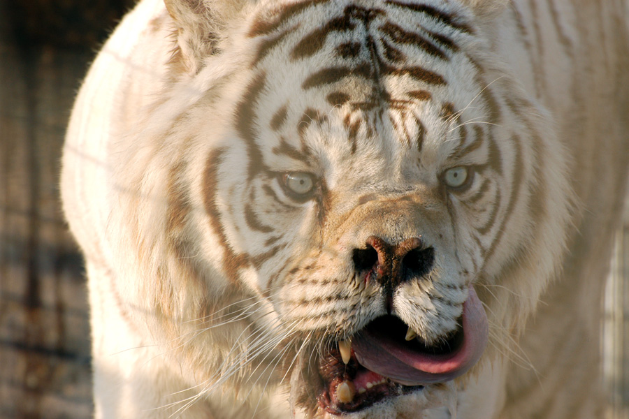TYWKIWDBI ("TaiWikiWidbee") The unappreciated tragedy of white tigers