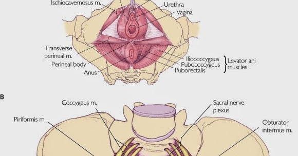 information about the drug trazodone information about the drug trazodone