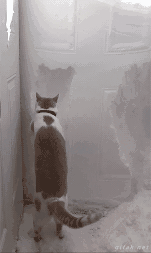 Funny cats - part 191, funny cat gifs, best funny cat gif, cat gif gallery