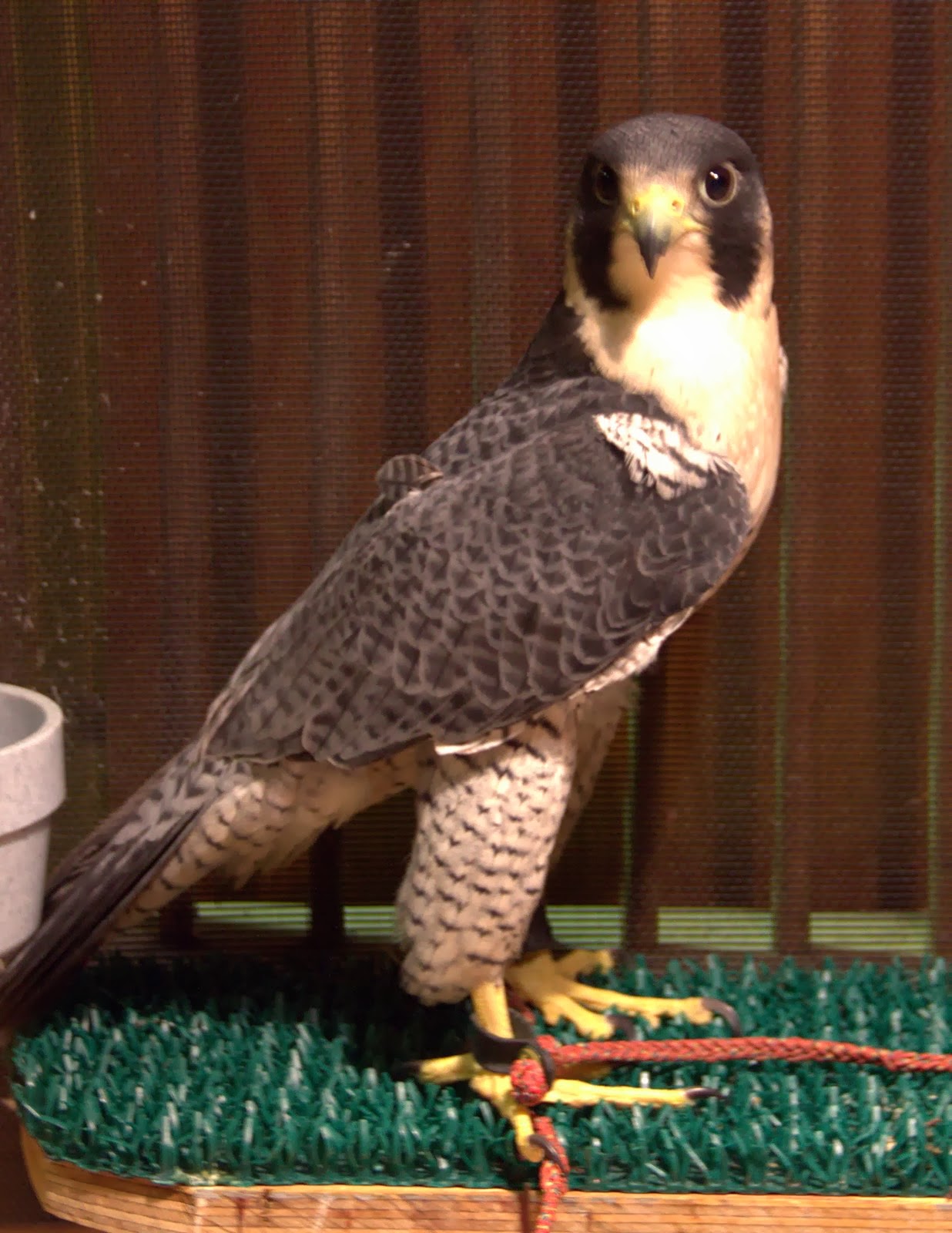 Bird Treatment and Learning Center Another day at the Bird TLC clinic