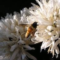 Apis dorsata dorsata