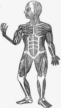 El Cuerpo Humano Sistema Muscular