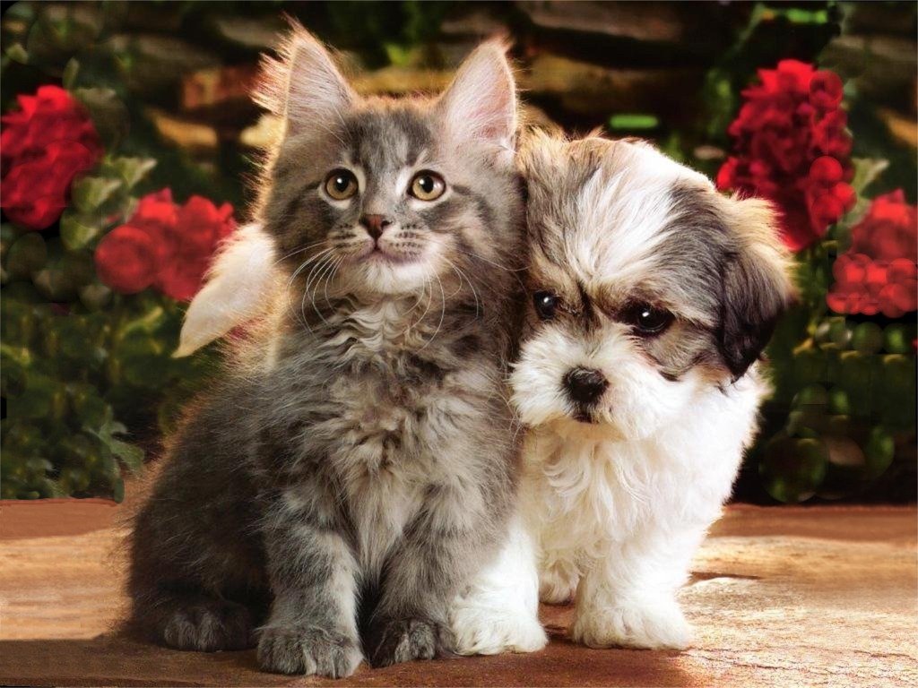 How Many Puppies Can A Dog Have In First Litter How Many Puppies Can A Dog Have In First Litter
