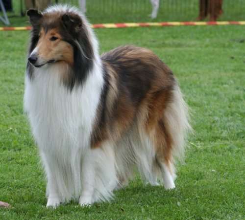 Small Lassie Dog Breed Small Lassie Dog Breed