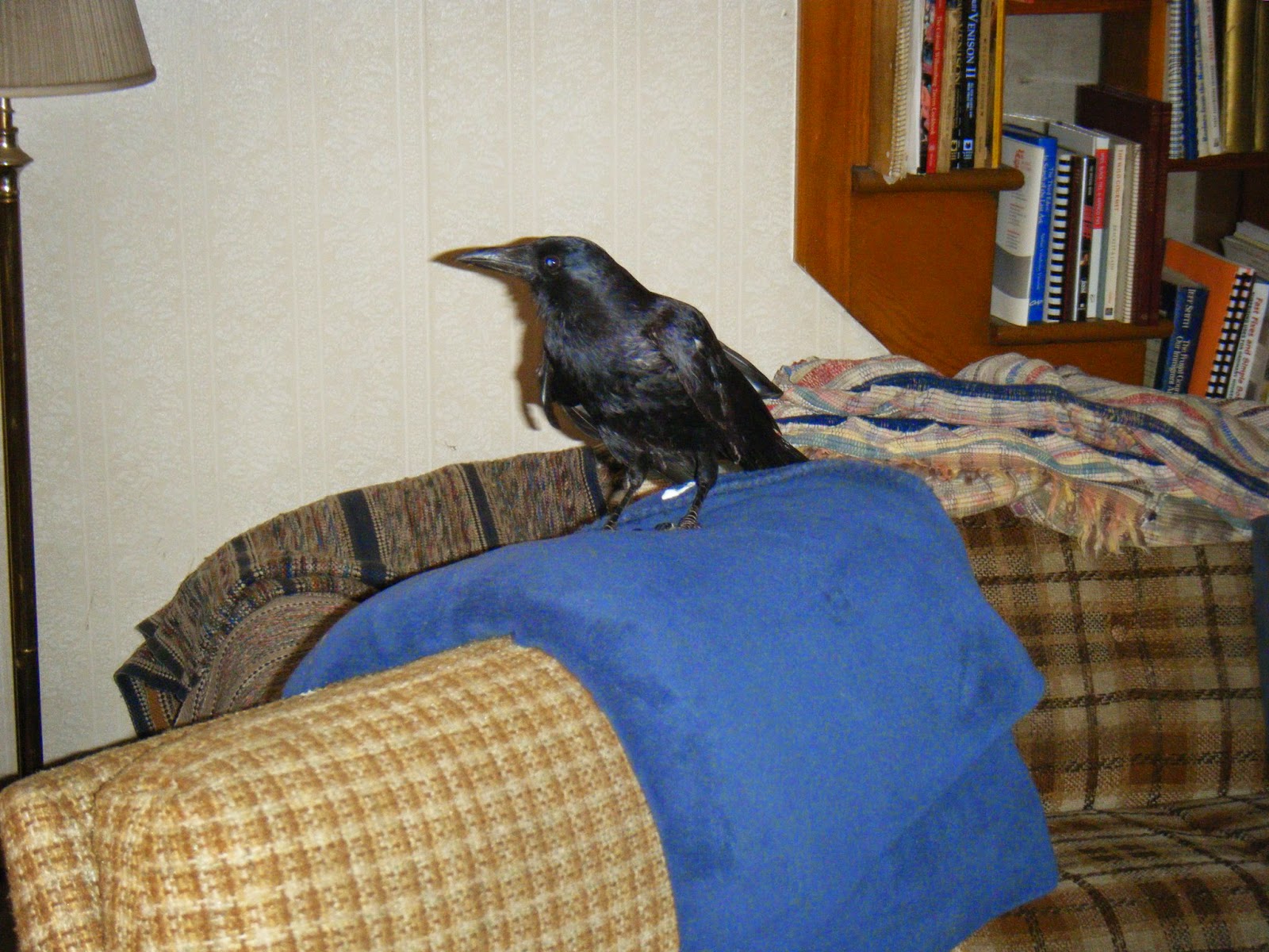 My Two Cents MY PET CROW