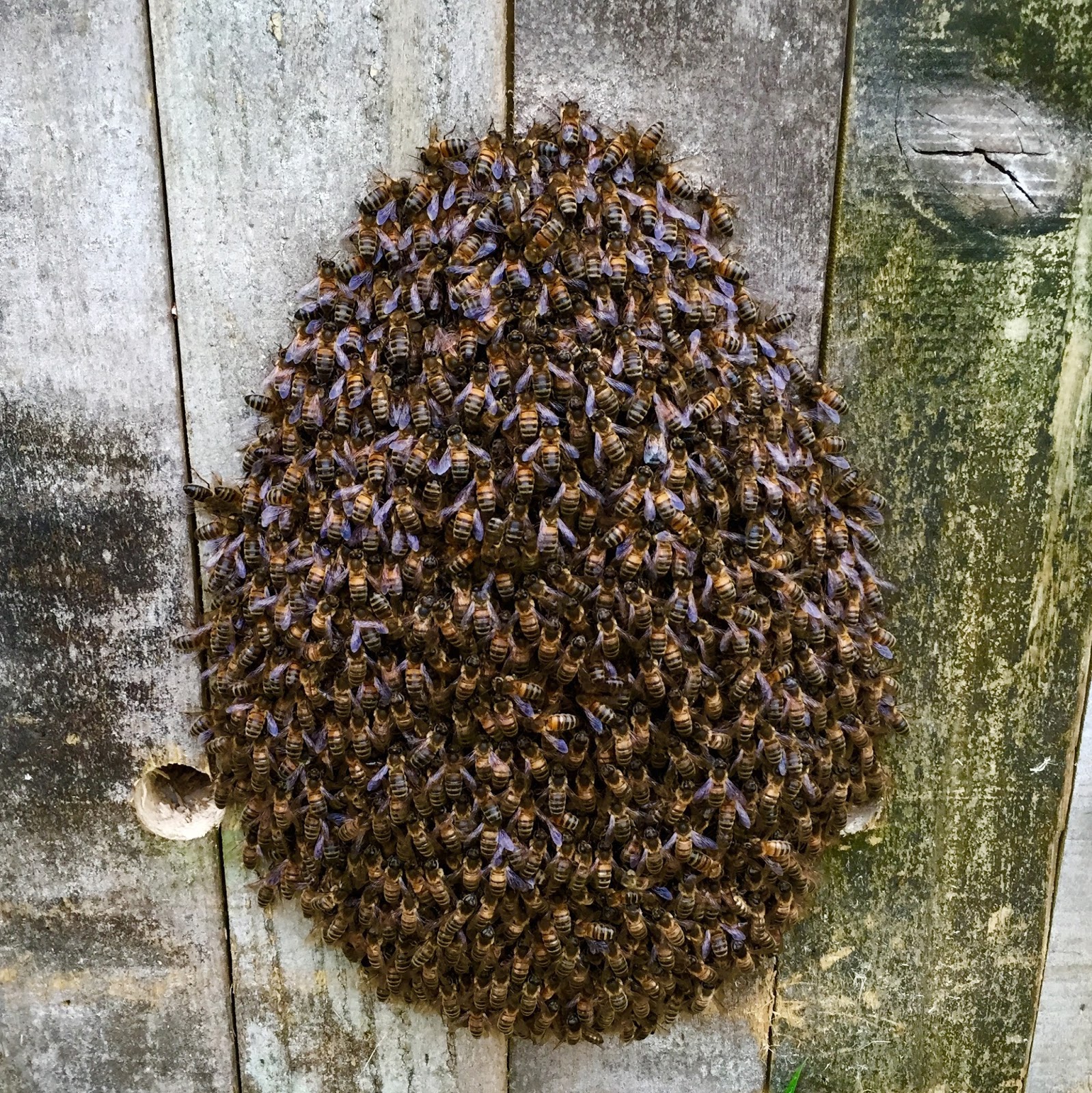 Bees Each a Thermal Engineer