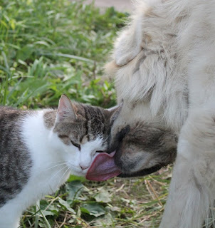 Cat Keeps Licking Foot Cat Keeps Licking Foot