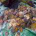 Unik Di Temukan Koin Emas Di Laut Lepas