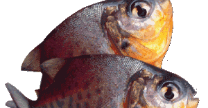 Contoh Proposal Budidaya Ikan Air Tawar Pemuda ...