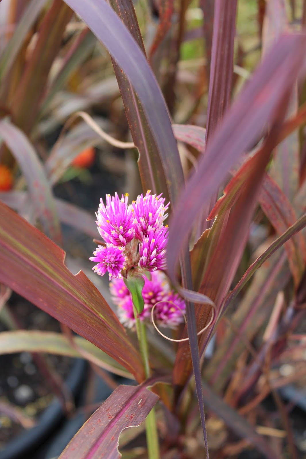 Florez Nursery black sugarcane, Saccharum officinarum var. purpureum