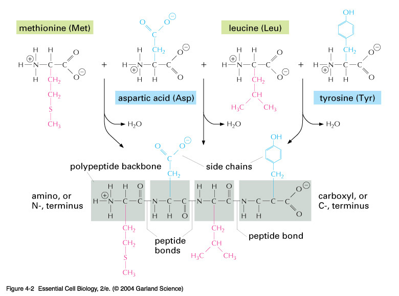 CSIR LIFE SCIENCE PREPARATION Proteins