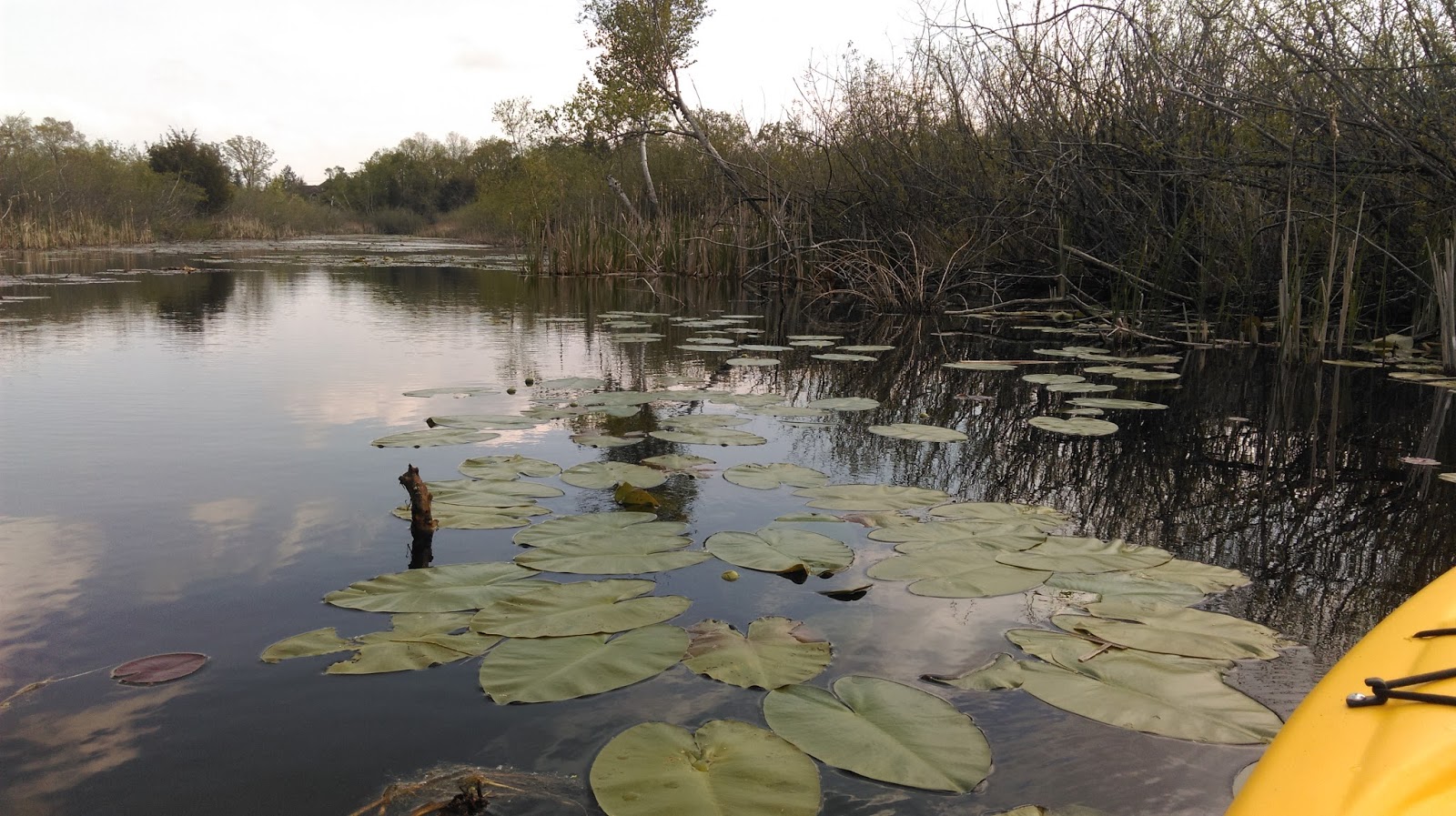 Lifelong Michigander Kayaking Cass Lake