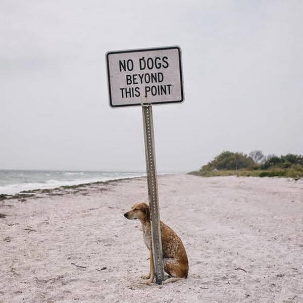 These 25 animals prove that rules are made to be broken (25 pics), rebel animals, first world anarchists, animal rebels, animals breaking rules