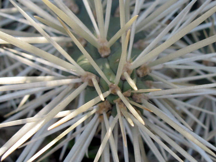 Opuntia Tunicata