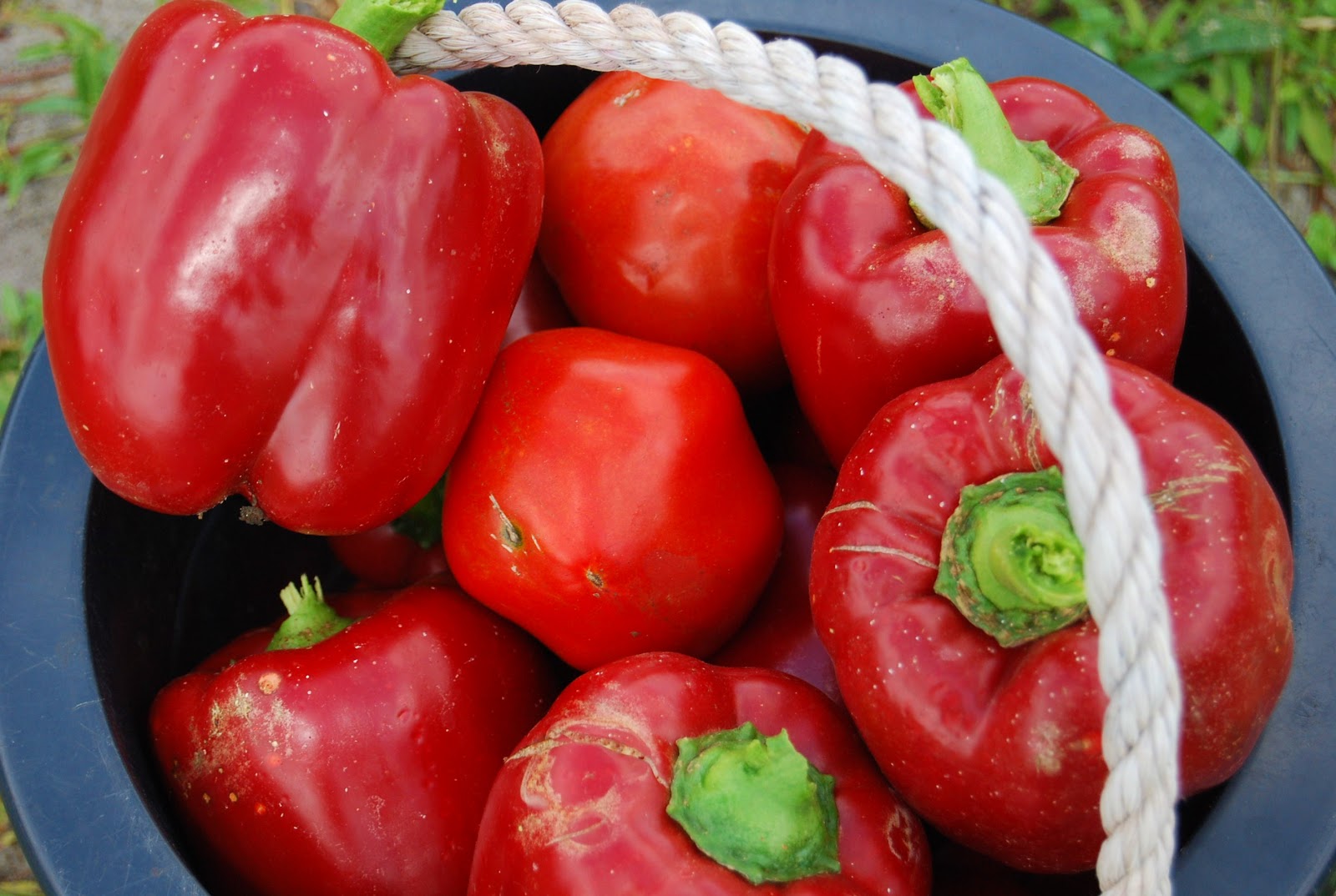 Helen A. Lockey Red Bell Pepper Bedner's Florida UPick Style