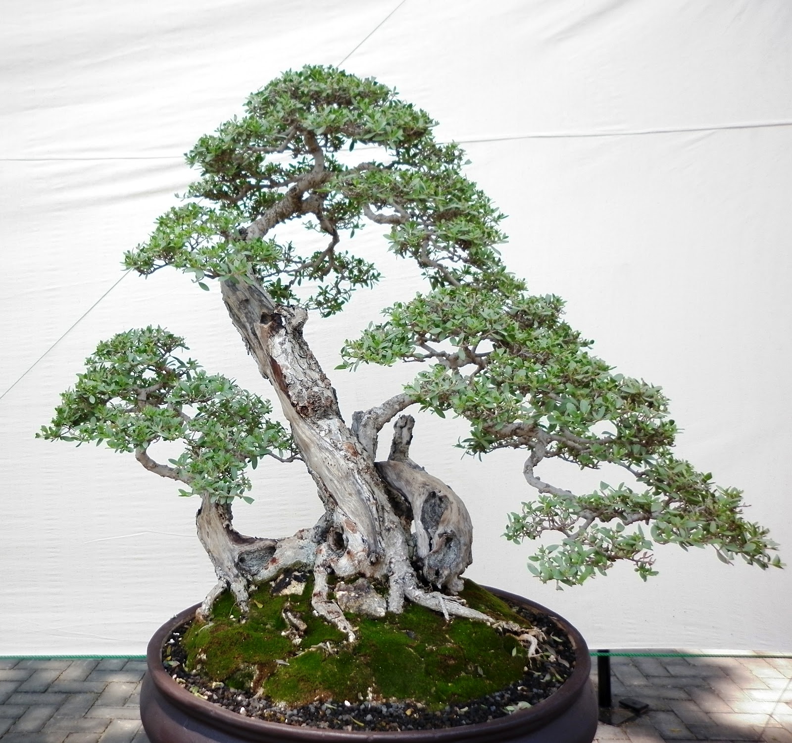 budidaya bonsai serut beringin
