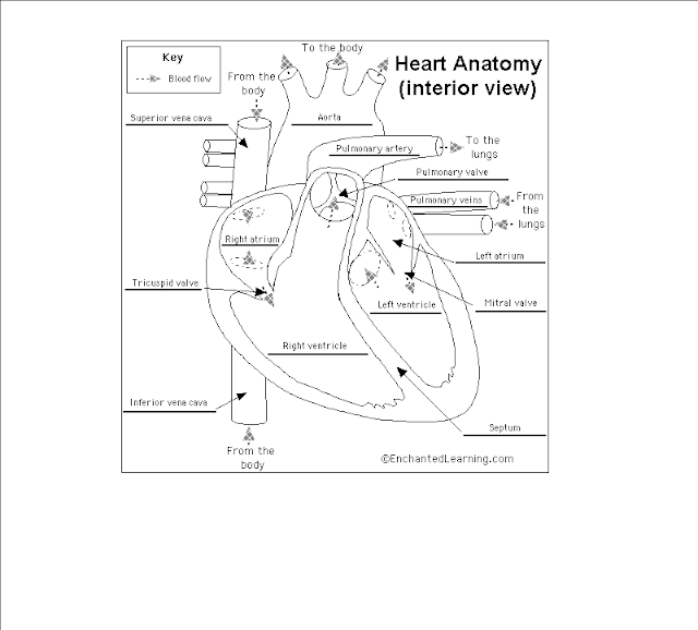 study guide for anatomy physiology Get introduced to the major organ systems of the human body you'll learn some general anatomy (a roadmap of your body), learn how the arm bone actually. study guide for anatomy physiology Get introduced to the major organ systems of the human body you'll learn some general anatomy (a roadmap of your body), learn how the arm bone actually.