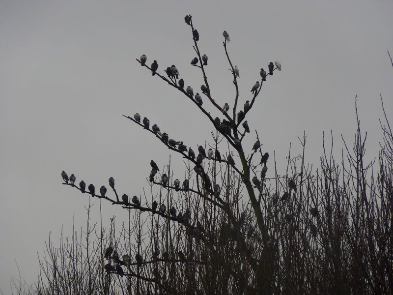 pigeon tree