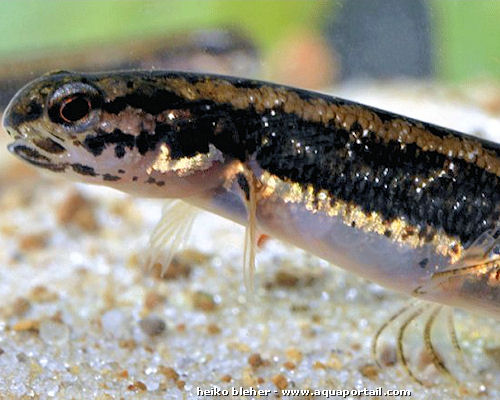ZA FISH ACTION Salamanderfish (Lepidogalaxias salamandroides), Si