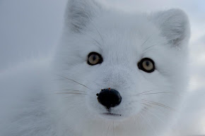 En el Ártico: El zorro polar.