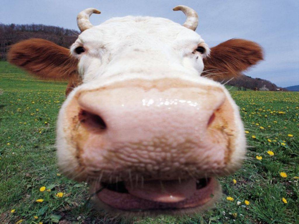 Cute Funny Animalz: Funny Cow New Pictures