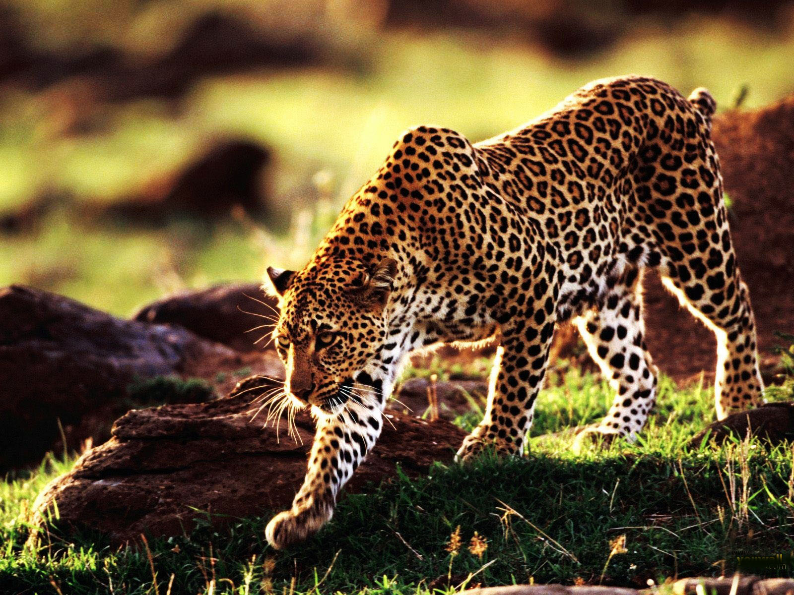 Cheetah Dangerous Hd WallpapersPictures 2013 | Top hd animals wallpapers