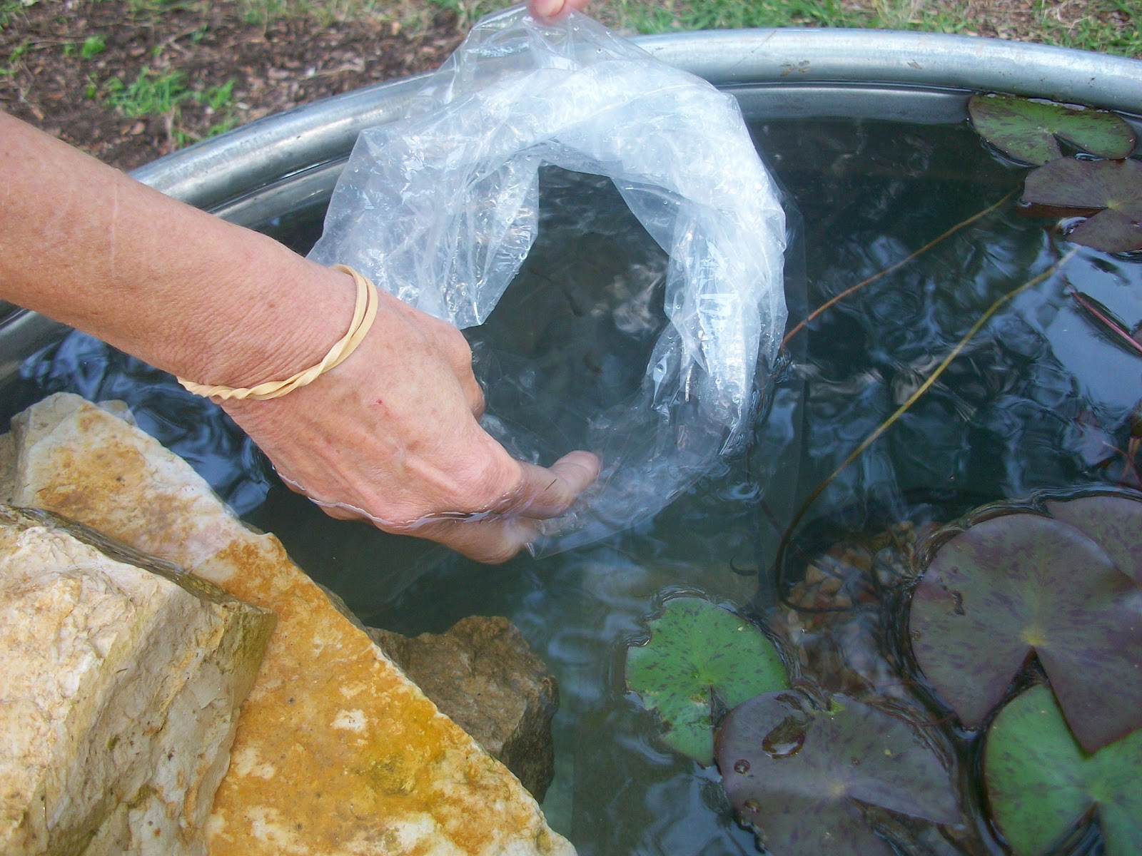 Window on a Texas Wildscape How we made our stock tank