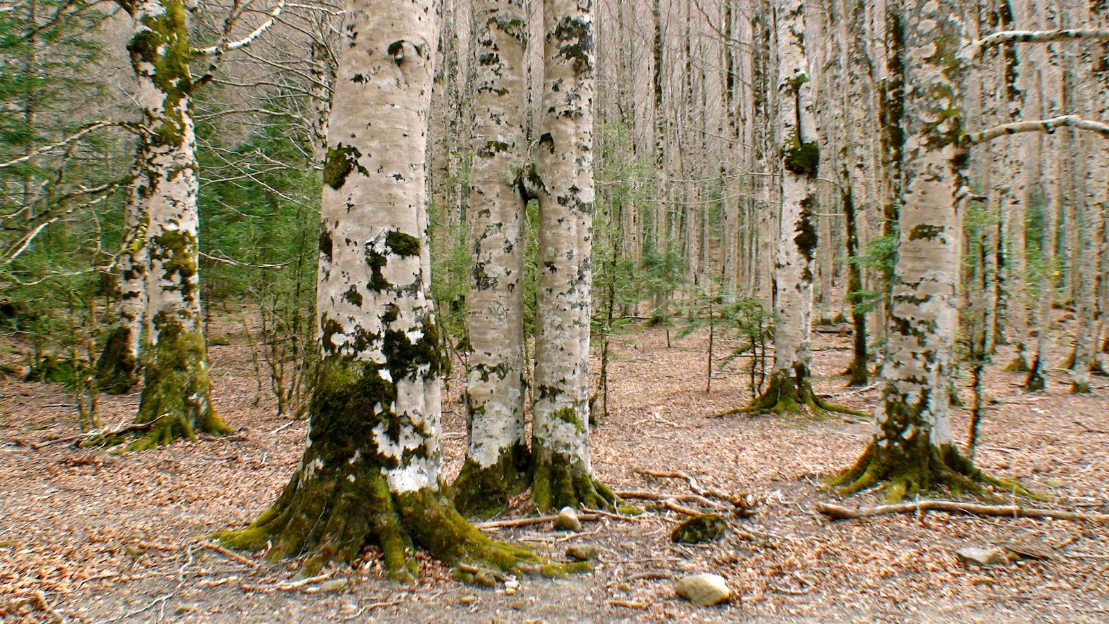 Forêt de hêtres et de sapin