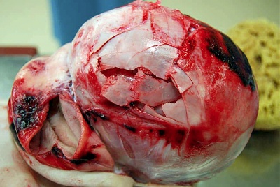 http://2.bp.blogspot.com/-3OZ4DLAf-qw/UDR_8ARkDdI/AAAAAAAAHr4/Vo-VPonoqAE/s1600/98357.jpeg
