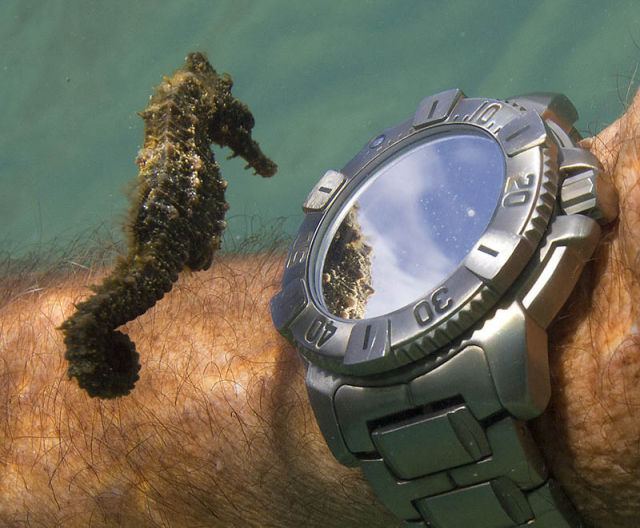 Aseahorseinspectsadiver27swatch Imgur