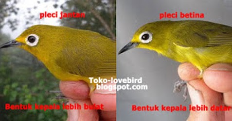 Gambar Burung Pleci Jantan Dan Betina Yang Benar Dan Jitu