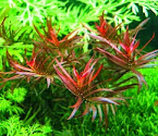 LUDWIGIA ARCUARTA